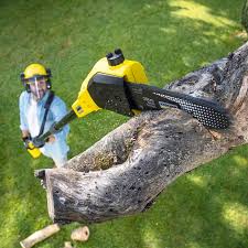 Best Lawn Disease Treatment  in Hominy, OK