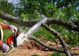 Best Tree Trimming and Pruning  in Hominy, OK
