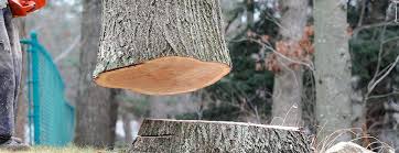 Best Fruit Tree Pruning  in Hominy, OK