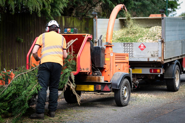 Best Stump Grinding and Removal  in Hominy, OK