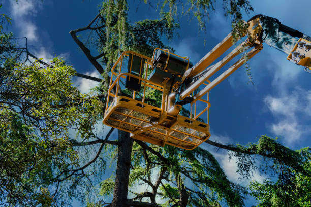 Best Commercial Tree Services  in Hominy, OK