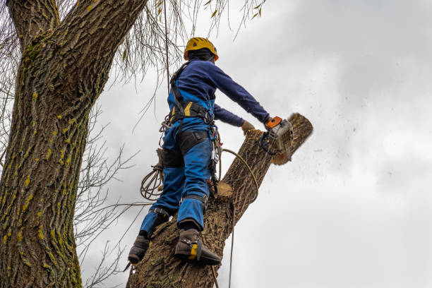 Best Tree Mulching  in Hominy, OK