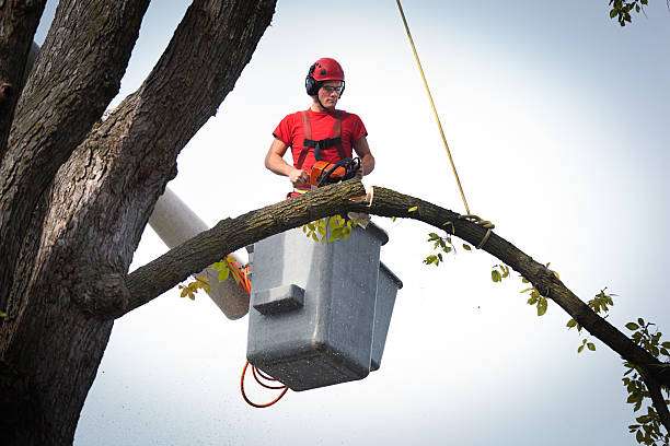 How Our Tree Care Process Works  in  Hominy, OK