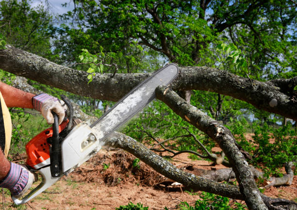 Best Palm Tree Trimming  in Hominy, OK
