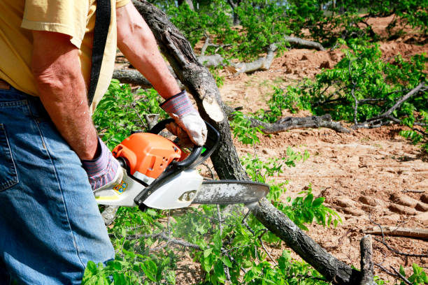 Best Tree Maintenance Programs  in Hominy, OK